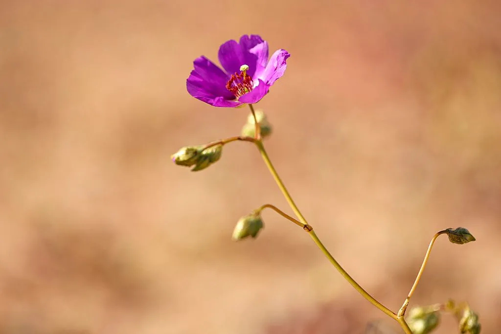 Rare wildflowers النادرة في صحراء Atacama