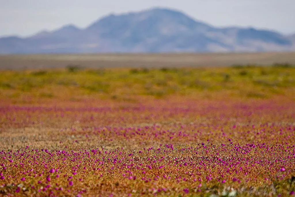 Rare wildflowers النادرة في صحراء Atacama