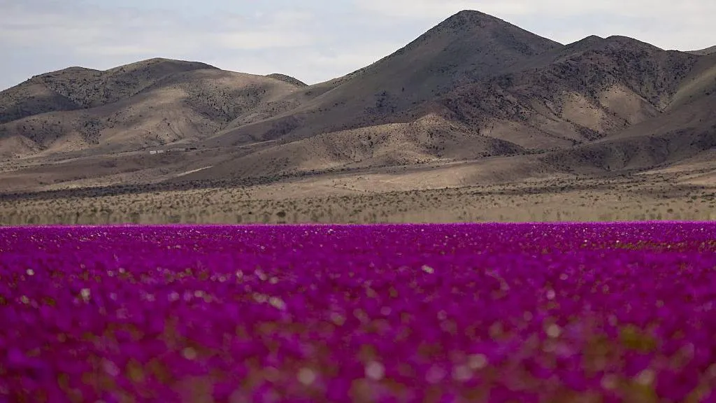 Rare wildflowers النادرة في صحراء Atacama